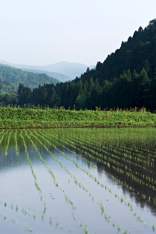 令和7年 新米 池田町産コシヒカリ 玄米!!
